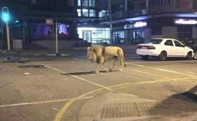 Putin, 800 aslanı sokağa saldı iddiası...