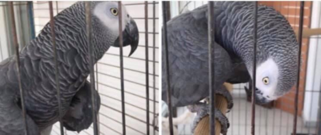 Rauf Denktaş’ın ünlü papağanı Cafer öldü