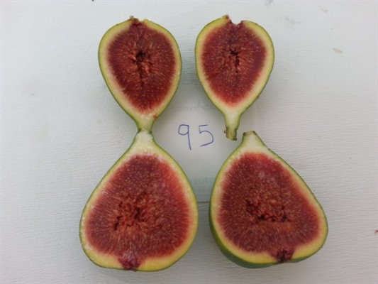 Dört incir iki de üzüm türü için tescil başvurusu kabul edildi