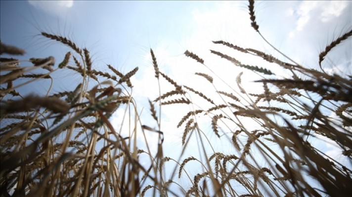 “Arpa ve buğday” fiyatlarını kiloda  5.50 ve 6.00 TL olarak belirledi