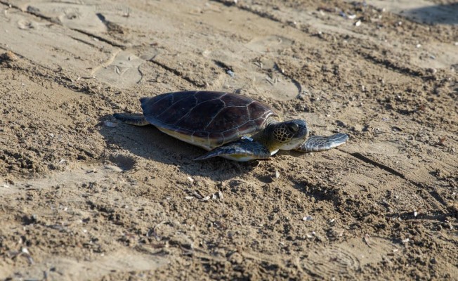 Deniz kaplumbağaları sahillerimize yumurtlamaya başladı