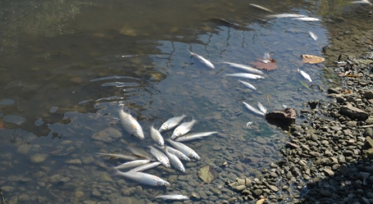 Bafra deresindeki balık ölümleri araştırılıyor