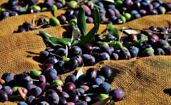 Gazimağusa’da zeytin toplama tarihi belirlendi