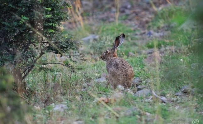 Hamitköy Barajı civarında tavşanlar için tel tuzak saptandı