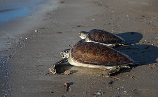 Beş deniz kaplumbağası doğal yaşam alanına geri döndürüldü